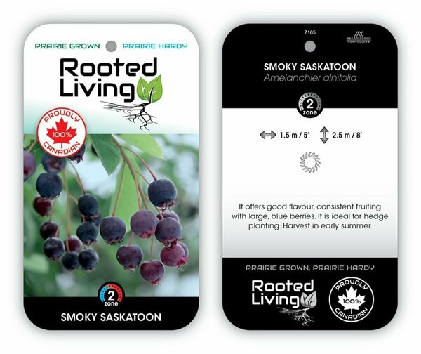 Amelanchier aln. - 'Smoky' Saskatoon 2 gal