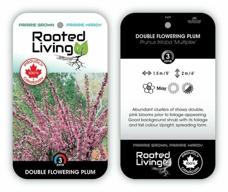 Prunus triloba - Double Flowering Plum 2 gal
