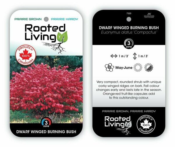 Euonymus alatus 'Compactus' - Dwarf Winged Burn Bush 2 gal