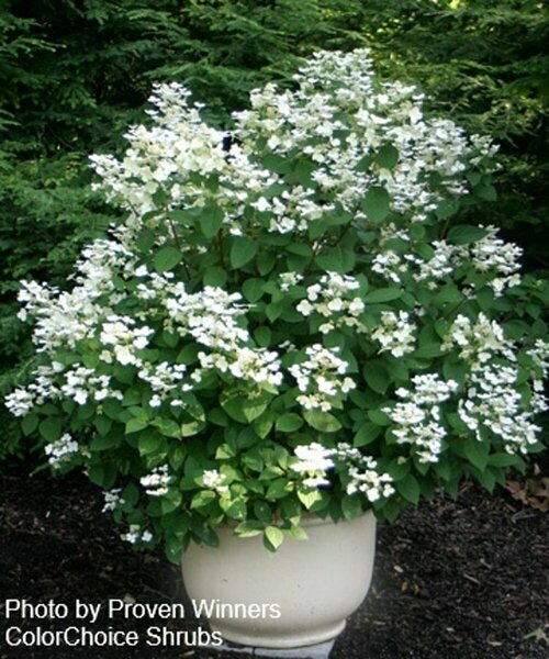 Hydrangea pan. - 'Quick Fire'® (PW) 5 gal std