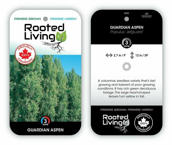 Populus 'Jefguard' - Guardian Aspen 15 gal