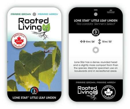 Tilia cordata 'Skinners' - LoneStar™ Linden 7 gal