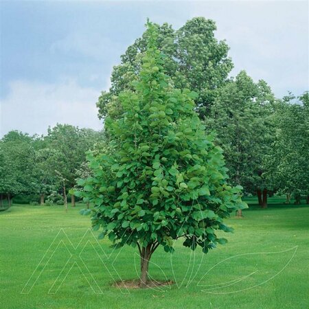 Tilia americana - 'Curb Appeal' Linden 15 gal - image 1