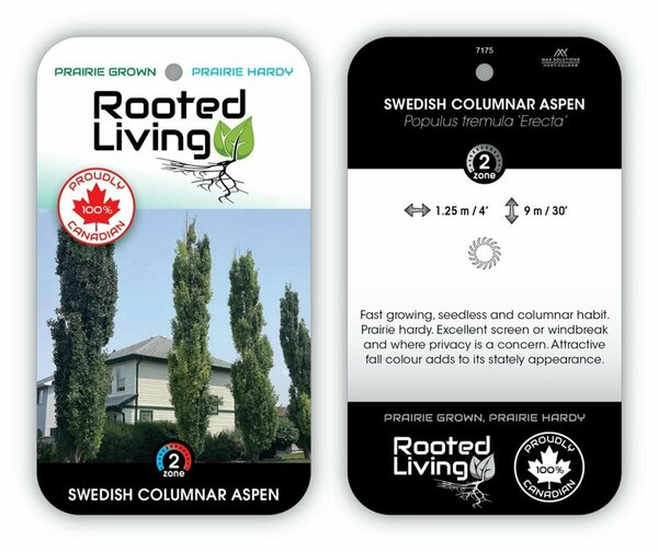 Populus tremula 'Erecta' - Swedish Aspen 10 gal - image 2