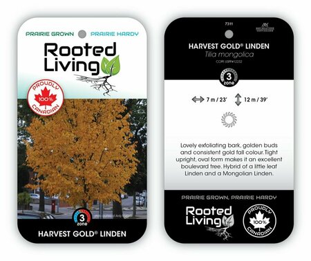 Tilia x mongolica - 'Harvest Gold'® Linden 10 gal