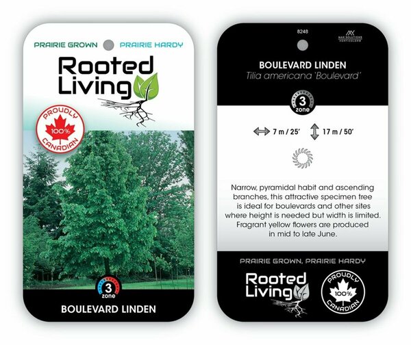 Tilia americana - 'Boulevard' Linden 10 gal
