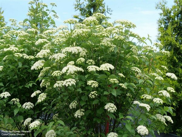Viburnum dentatum - 'Blue Muffin'™ Arrowwood (PW) 2 gal PW