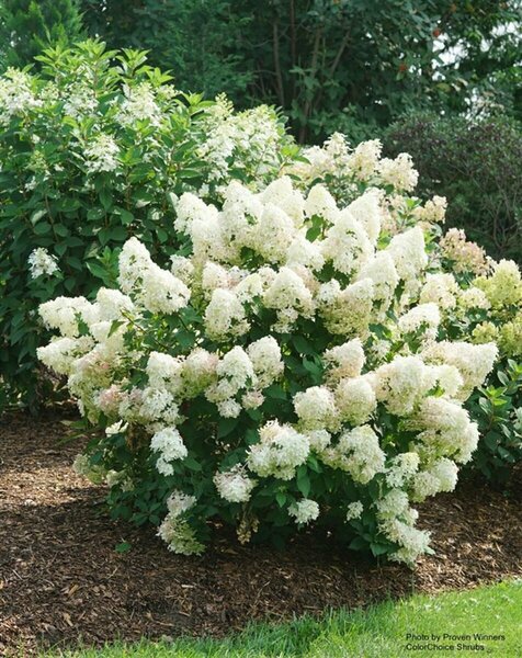 Hydrangea pan. - 'Quick Fire Fab'® (PW) 2 gal PW