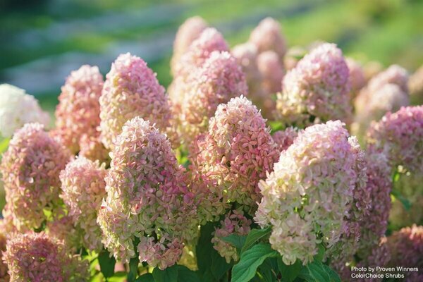 Hydrangea pan. - 'Quick Fire Fab'® (PW) 2 gal PW - image 2