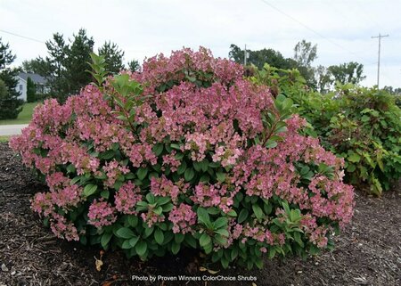Hydrangea pan. - 'Little Quick Fire'® (PW) 2 gal PW - image 2