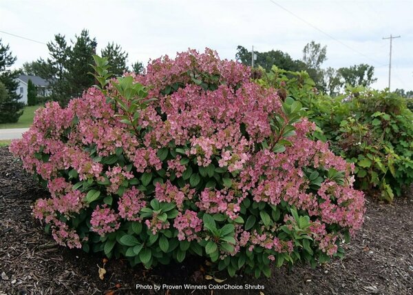 Hydrangea pan. - 'Little Quick Fire'® (PW) 2 gal PW - image 2