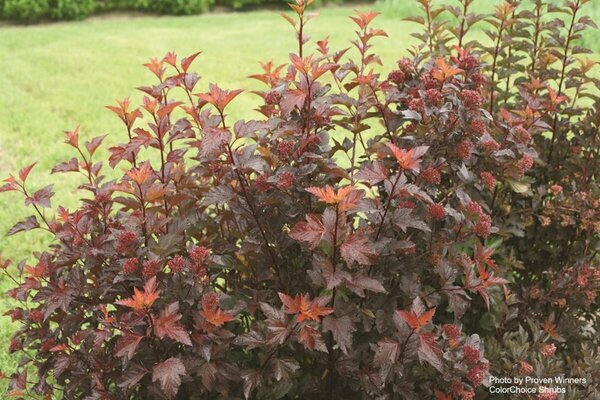 Physocarpus - 'Ginger Wine'® Ninebark (PW) 2 gal PW