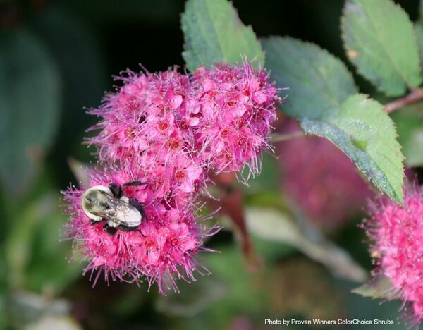 Spiraea jap. - Double Play® 'Doozie' (PW) 2 gal PW