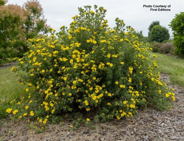 Potentilla - 'Pineapple Tart'™ (FE) 2 gal FE