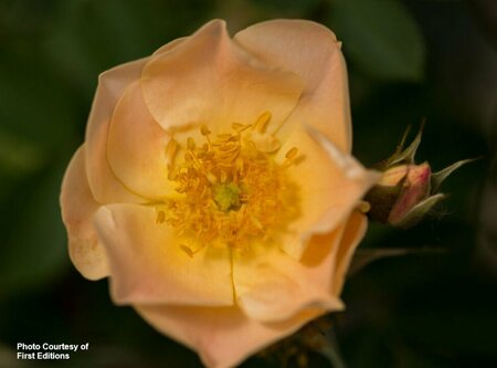 Rosa - 'Above and Beyond'™ Climbing Rose (FE) 2 gal FE - image 1