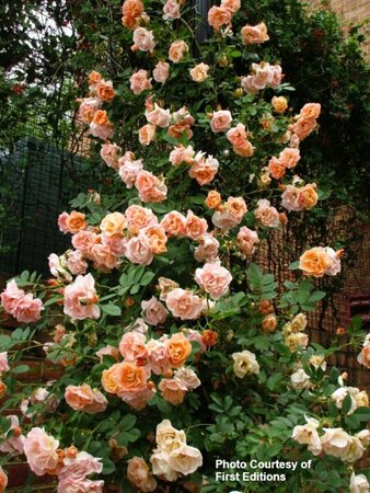 Rosa - 'Above and Beyond'™ Climbing Rose (FE) 2 gal FE - image 2