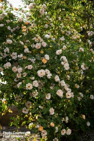 Rosa - 'Above and Beyond'™ Climbing Rose (FE) 2 gal FE - image 3