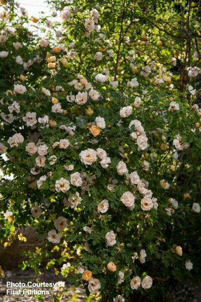 Rosa - 'Above and Beyond'™ Climbing Rose (FE) 2 gal FE - image 3
