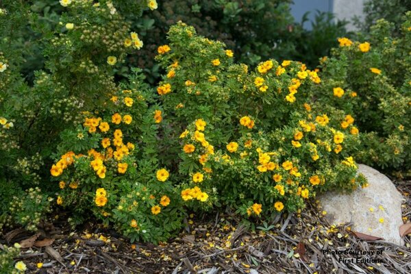 Potentilla - 'Marmalade'® (FE) 2 gal FE