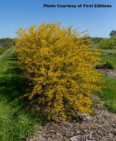 Physocarpus - 'Honeycomb'® Ninebark (FE) *New* 2 gal FE - image 3