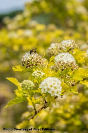 Physocarpus - 'Honeycomb'® Ninebark (FE) *New* 2 gal FE - image 1