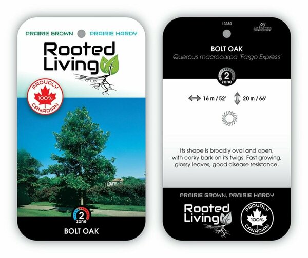 Quercus macrocarpa Bolt Columnar Oak 7 gal