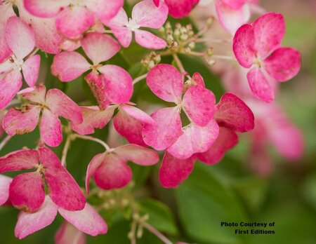Hydrangea pan. - 'Diamond Rouge'® (FE) 2 gal FE - image 1
