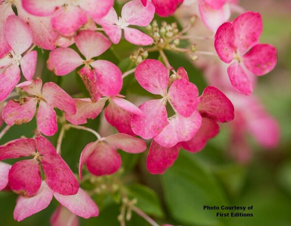 Hydrangea pan. - 'Diamond Rouge'® (FE) 2 gal FE
