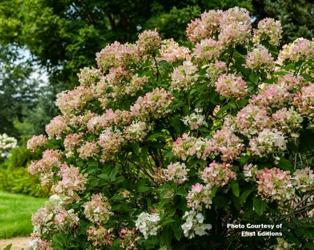Hydrangea pan. - 'Diamond Rouge'® (FE) 2 gal FE - image 2
