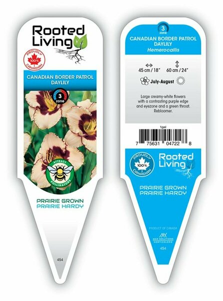 Hemerocallis - 'Canada Border Patrol' Daylily [Wh/Ppl] 1 gal outdoor