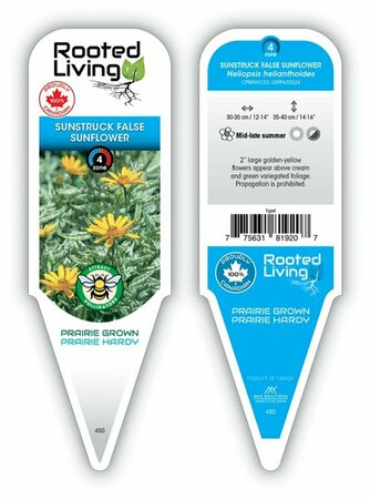 Heliopsis - 'Sunstruck' False Sunflower [Variegated] 1 gal outdoor