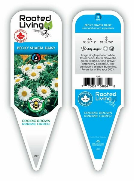 Leucanthemum - 'Becky' Shasta Daisy 1 gal outdoor
