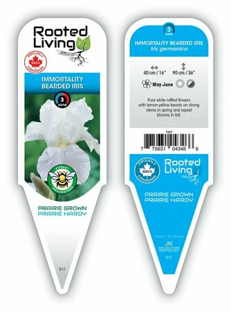 Iris germ. - 'Immortality' Bearded Iris [Wh/Yl] 1 gal outdoor