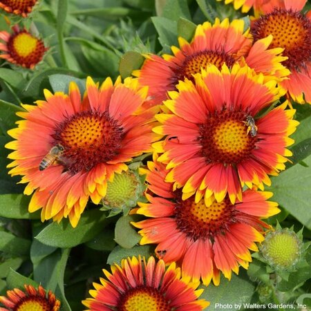 Gaillardia aristata - 'Arizona Sun' Blanket Flower 1 gal outdoor