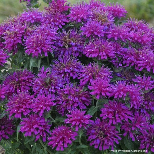 Monarda - Sugar Buzz® 'Grape Gumball' Bee Balm 1 gal outdoor