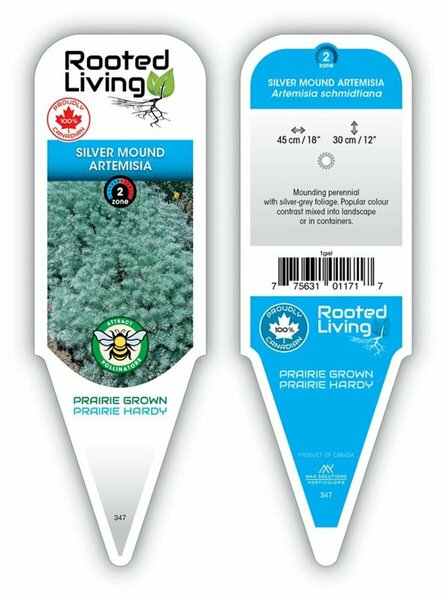 Artemisia schmidtiana - Silver Mound 1 gal outdoor