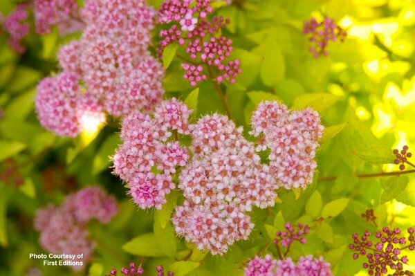 Spiraea - Sundrop™ (FE) 2 gal FE