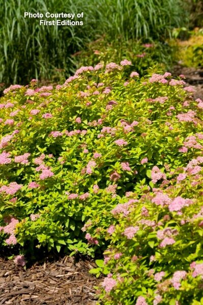 Spiraea - Sundrop™ (FE) 2 gal FE - image 2