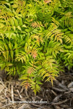 Sorbaria sorbifolia - 'Matcha Ball'™ False Spirea (FE) 2 gal FE - image 2