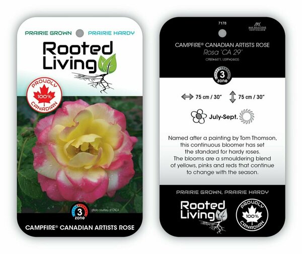 Rosa - 'Campfire' Cdn Artists Rose [Ylw/Pink/Rd] 2 gal