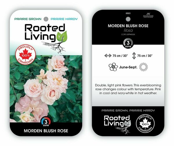 Rosa - 'Morden Blush' [Lt Pink] 2 gal