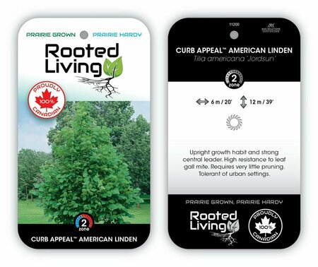 Tilia americana - 'Curb Appeal' Linden 7 gal - image 2