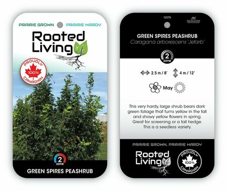 Caragana arb. 'Jefarb' - 'Green Spires' 7 gal