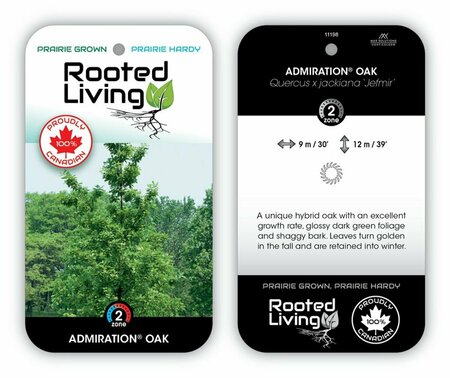 Quercus x jackiana - 'Admiration'® Oak 10 gal - image 1