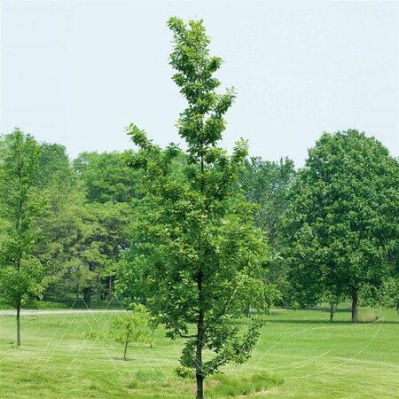 Quercus x jackiana - 'Admiration'® Oak 10 gal - image 2