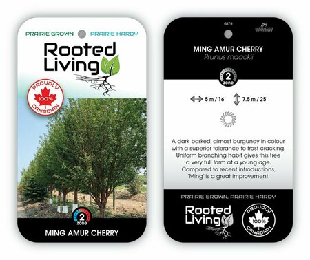 Prunus maackii - Ming Cherry 20 gal - image 1