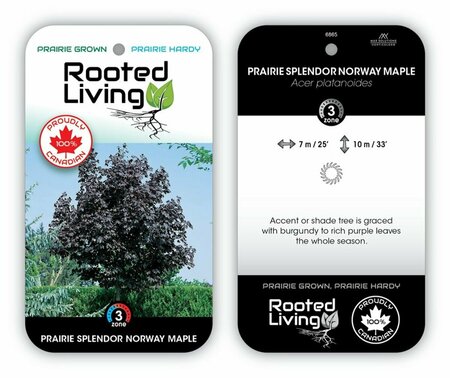 Acer platanoides - 'Prairie Splendor' Norway Maple 10 gal - image 2