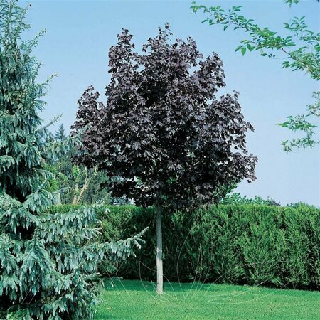 Acer platanoides - 'Prairie Splendor' Norway Maple 10 gal - image 1
