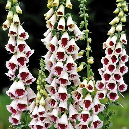 Digitalis purpurea - 'Pam's Choice' Foxglove [Wh/Rd] 1 gal