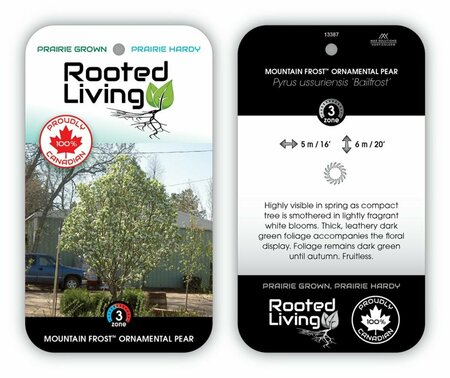 Pyrus x 'Bailfrost' - Mountain Frost Ornamental Pear 7 gal